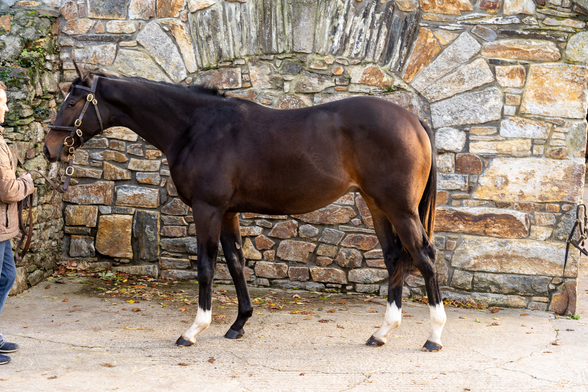 Horse gallery image