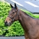 TEN SOVEREIGNS x SAGRES 24 logo